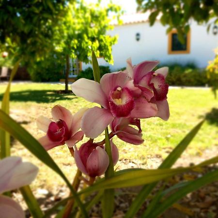 Apartmán O Ninho Do Rei Vila de Rei Exteriér fotografie