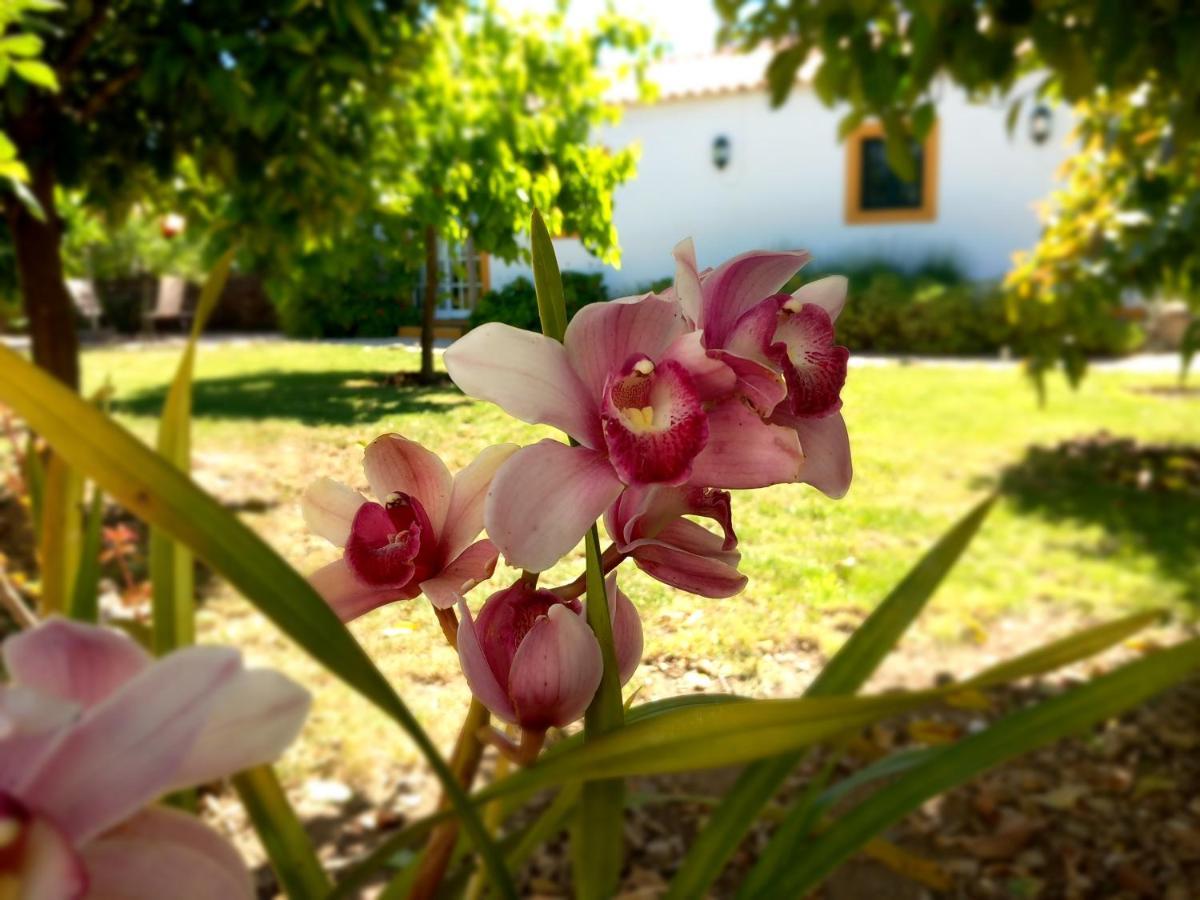 Apartmán O Ninho Do Rei Vila de Rei Exteriér fotografie